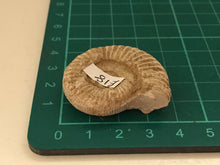 Load image into Gallery viewer, White ribbed ammonite fossil
