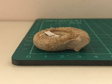 Load image into Gallery viewer, White ribbed ammonite fossil
