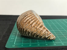 Load image into Gallery viewer, Fossil oyster bivalve (rastellum) polished
