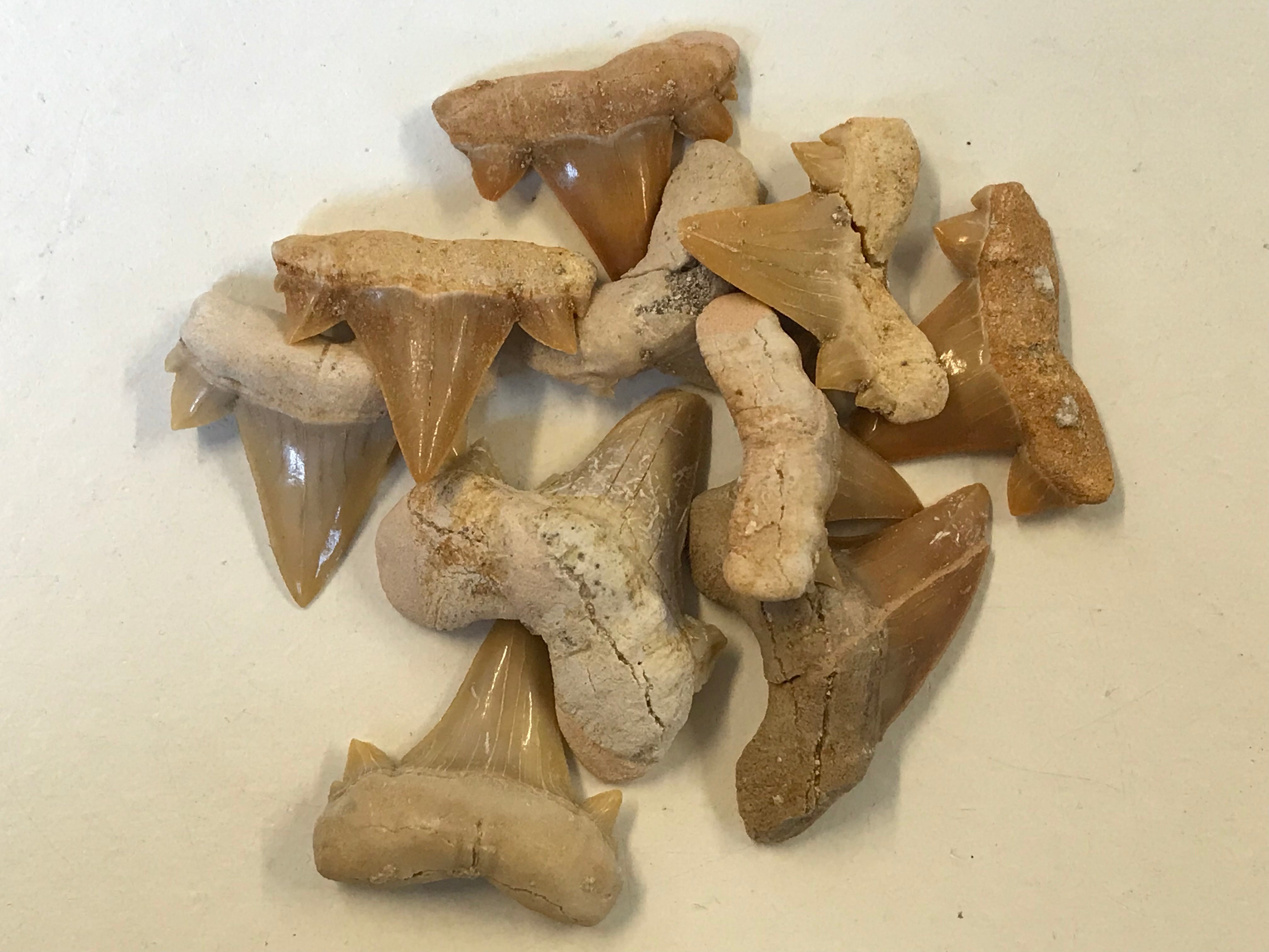 Otodus shark tooth – Crystal and fossils