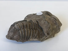Load image into Gallery viewer, Trilobite Calymene
