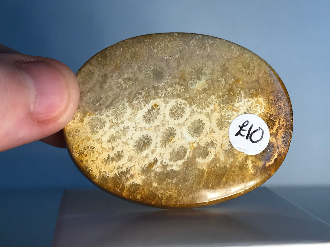 Fossil coral cabochon (animal)