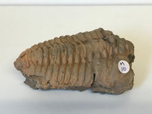 Load image into Gallery viewer, Flexi Calymene Trilobite
