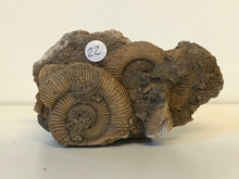 Load image into Gallery viewer, Dactillioceras ammonite
