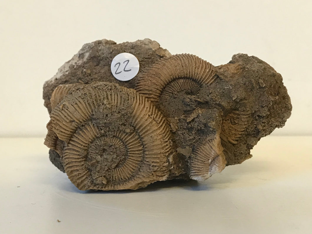 Dactillioceras ammonite