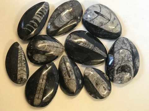 Orthoceras