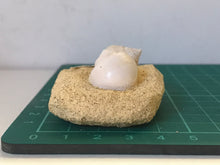 Load image into Gallery viewer, Turitella fossil Shell
