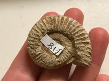 Load image into Gallery viewer, White ribbed ammonite fossil
