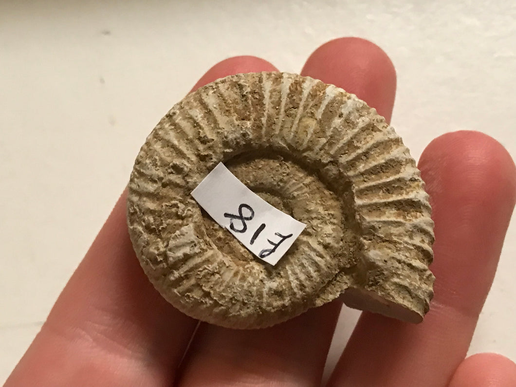 White ribbed ammonite fossil