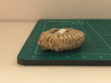 Load image into Gallery viewer, White ribbed ammonite fossil
