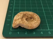 Load image into Gallery viewer, White ribbed ammonite fossil
