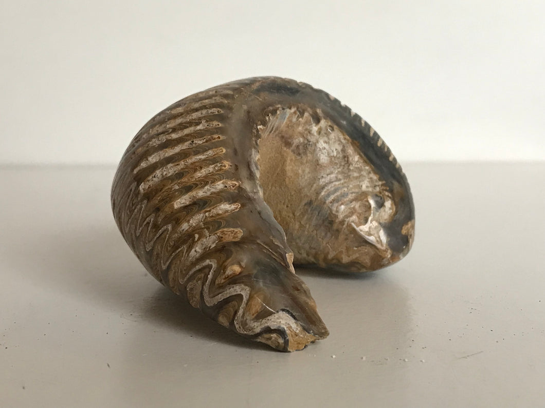 Fossil oyster bivalve (rastellum) polished