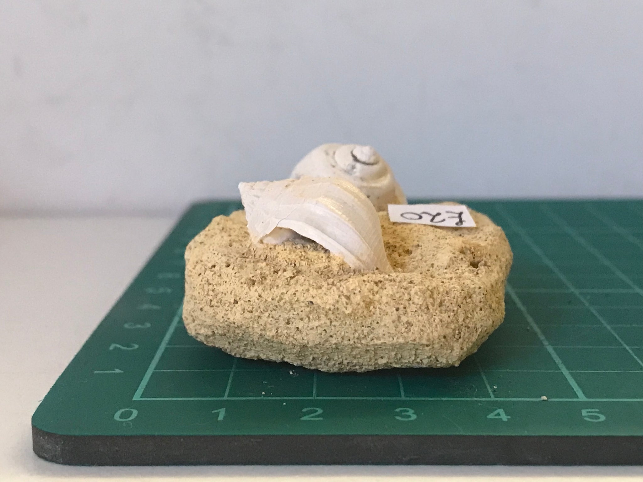 Turitella fossil Shell – Crystal and fossils